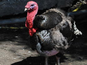 Фото Дикая индейка