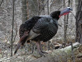 Фото Дикая индейка