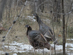 Фото Дикая индейка