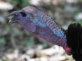 Фото Дикая индейка