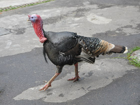 Фото Домашняя индейка