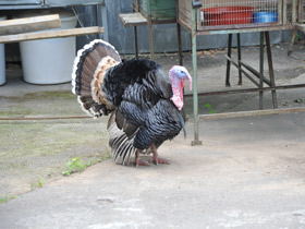 Фото Домашняя индейка