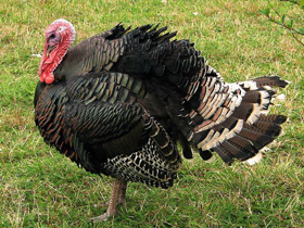 Фото Домашняя индейка