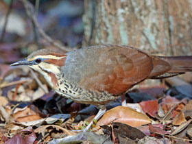 Смотреть фото Белогрудый мадагаскарский пастушок Фото Белогрудый мадагаскарский пастушок