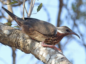 Смотреть фото Мония Фото Мония