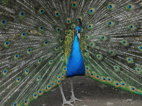 Смотреть фото Зачем животным хвосты. 10 чудесных функций Фото Зачем животным хвосты. 10 чудесных функций