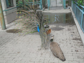 Смотреть фото Индийский павлин Фото Индийский павлин