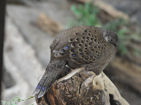 Смотреть фото Серый павлиний фазан Фото Серый павлиний фазан