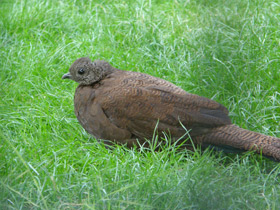 Смотреть фото Бронзовохвостый павлиний фазан Фото Бронзовохвостый павлиний фазан