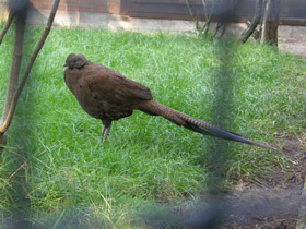 Смотреть фото Бронзовохвостый павлиний фазан Фото Бронзовохвостый павлиний фазан