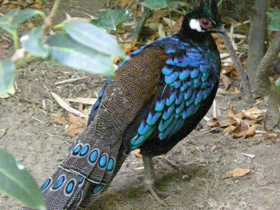 Смотреть фото Палаванский павлиний фазан Фото Палаванский павлиний фазан