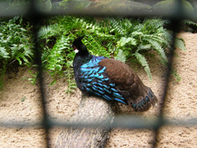 Смотреть фото Палаванский павлиний фазан Фото Палаванский павлиний фазан