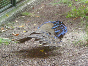 Смотреть фото Палаванский павлиний фазан Фото Палаванский павлиний фазан