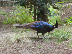 Смотреть фото Палаванский павлиний фазан Фото Палаванский павлиний фазан