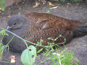 Фото Горный павлиний фазан
