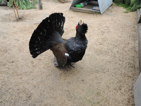 Смотреть фото Глухарь Фото Глухарь