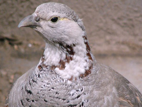 Смотреть фото Гималайский улар Фото Гималайский улар