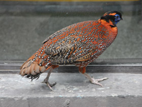 Смотреть фото Трагопан-сатир Фото Трагопан-сатир