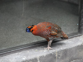 Смотреть фото Трагопан-сатир Фото Трагопан-сатир