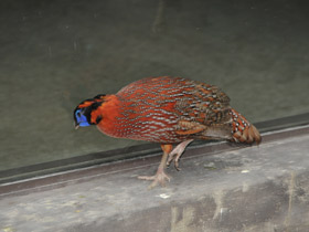 Смотреть фото Трагопан-сатир Фото Трагопан-сатир