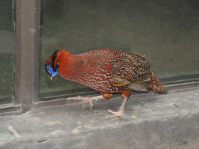 Смотреть фото Трагопан-сатир Фото Трагопан-сатир