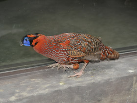 Смотреть фото Трагопан-сатир Фото Трагопан-сатир