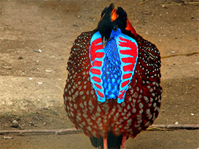 Смотреть фото Глазчатый трагопан Фото Глазчатый трагопан