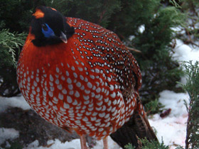 Смотреть фото Глазчатый трагопан Фото Глазчатый трагопан
