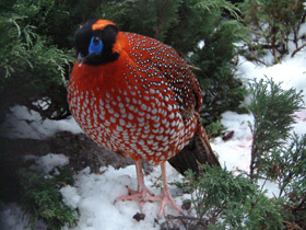 Смотреть фото Глазчатый трагопан Фото Глазчатый трагопан
