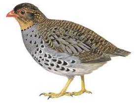 Смотреть фото Удзунгвасская куропатка Фото Удзунгвасская куропатка