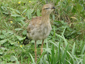 Смотреть фото Хохлатая кариама Фото Хохлатая кариама