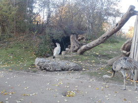 Смотреть фото Хохлатая кариама Фото Хохлатая кариама