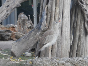 Смотреть фото Хохлатая кариама Фото Хохлатая кариама