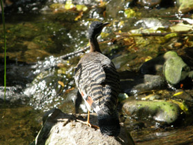 Смотреть фото Солнечная цапля Фото Солнечная цапля
