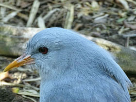 Смотреть фото Кагу Фото Кагу