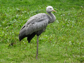 Смотреть фото Журавль Стэнли Фото Журавль Стэнли