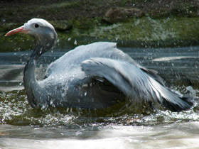 Смотреть фото Журавль Стэнли Фото Журавль Стэнли