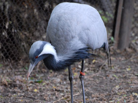 Смотреть фото Красавка Фото Красавка