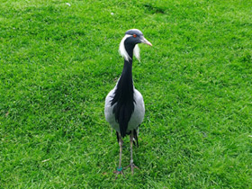 Смотреть фото Красавка Фото Красавка