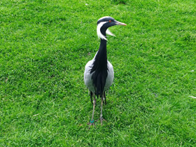 Смотреть фото Красавка Фото Красавка