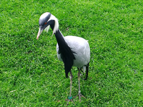 Смотреть фото Красавка Фото Красавка