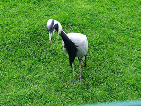 Смотреть фото Красавка Фото Красавка