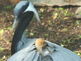 Красавка Красавка