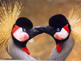 Венценосный журавль Венценосный журавль