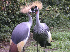 Смотреть фото Венценосный журавль Фото Венценосный журавль