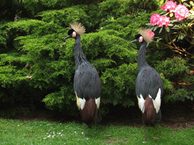Смотреть фото Венценосные журавли: коронованные природой Фото Венценосные журавли: коронованные природой