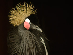 Смотреть фото Венценосные журавли: коронованные природой Фото Венценосные журавли: коронованные природой