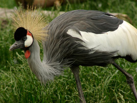 Смотреть фото Венценосные журавли: коронованные природой Фото Венценосные журавли: коронованные природой
