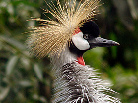 Смотреть фото Венценосные журавли: коронованные природой Фото Венценосные журавли: коронованные природой