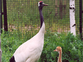 Смотреть фото Японский журавль Фото Японский журавль